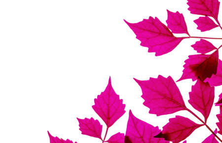 Closeup art tone of red leaves isolated on white background with copy spaceの写真素材