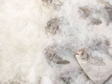 Closeup pile of raw freeze dead fish for cook in tray with ice textured background with copy spaceの写真素材