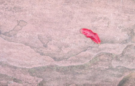 Fallen red leaf on old stone floor texture backgroundの写真素材