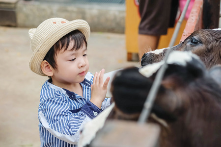 Closeup cute asian kid milking calf by bottle of milk in farm backgroundの写真素材