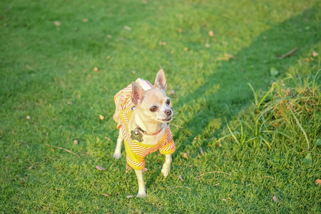 Closeup chihuahua dog on grass floor in front of house textured backgroundの写真素材
