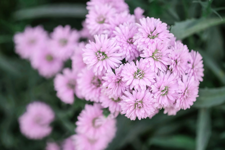 Closeup pink flower in the garden textured backgroundの写真素材