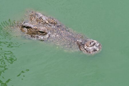 Aligatorの写真素材