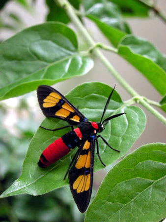 Colorful Tropical Insect 2
