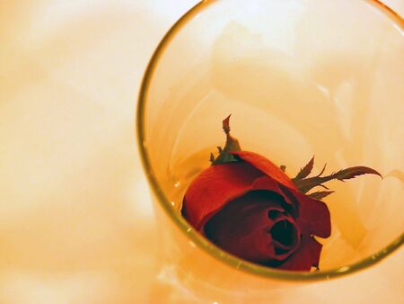 Red abstract roseの写真素材