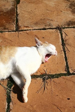 Yawning Catの写真素材