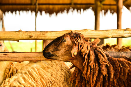 sheep with tag in farm west of thailandの写真素材