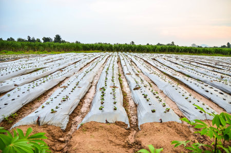 young bell pepper plantation in evening  west of thailandの写真素材