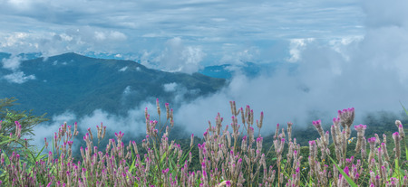 Viewpoint flowers foreground and Clouds,mountain subject and sky backgroundの写真素材