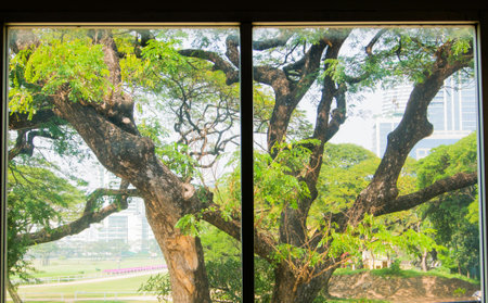 View from the window in the golf club. Soft-focused, focus on the outside treesの写真素材