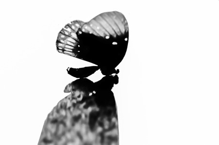 Butterfly silhouette backlitの写真素材