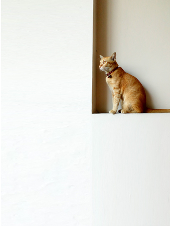 Thai cat sitting on a white wall.の写真素材