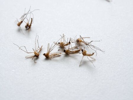 Mosquitoes dead on whiteの写真素材