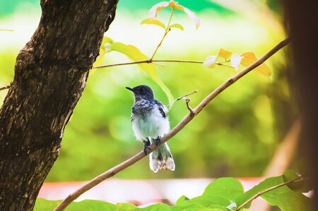 Magpie standing branches in the garden.の写真素材