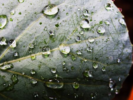 Green leaf with water droplets from forming on the leaves.の写真素材