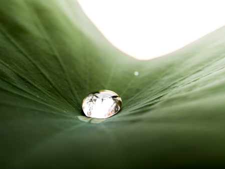 Drops of water, rolling water on a lotus leaf. (LOTUS EFFECT)の写真素材
