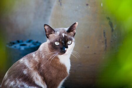 Thailand brown pattern cat in the garden outdoors.の写真素材