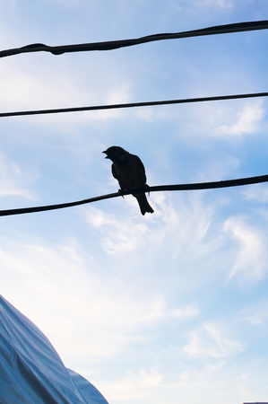 Sparrow on a wire silhouette. Backlight.の写真素材
