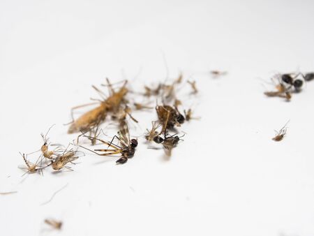 Mosquitoes and other harmful insects littering death, eliminate. Macro abstact in white background} isolate.の写真素材