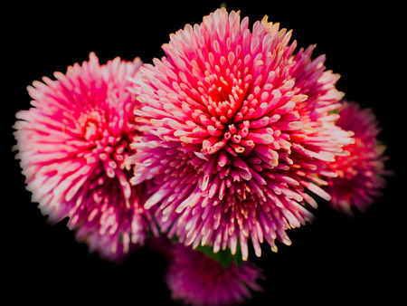A thorny bush of pink flowers. Abstact in black background.の写真素材