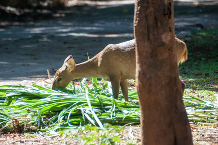 Deer that were fed freely Zoo in Thailand Not in a cage.の写真素材