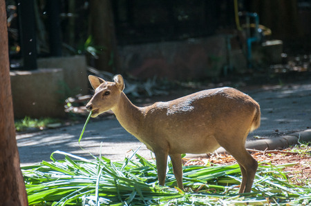 Deer that were fed freely Zoo in Thailand Not in a cage.の写真素材
