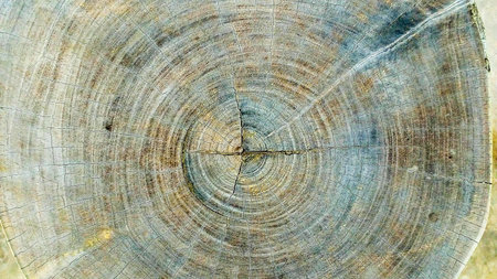 The surface grain brown. Background texture wood.の写真素材