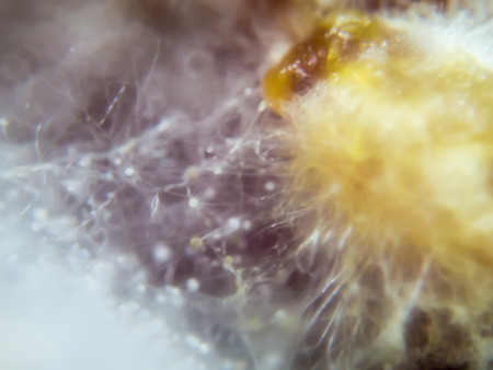 Mold on pork caused by moisture and mold it for a cause the diarrhea. Abstract blur background.の写真素材