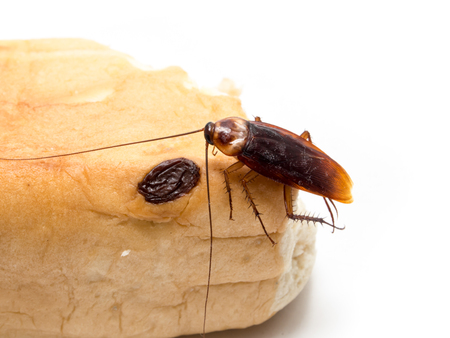 Cockroaches small animals distract a annoying causes of disease perched on a raisin bread.の写真素材