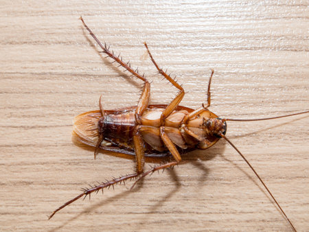 Cockroaches small animals distract a annoying causes of disease.on wood background.