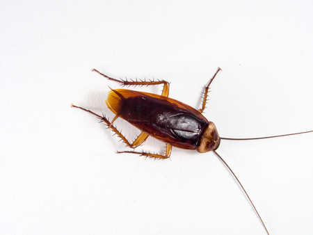 Cockroaches carry diseases that you have to eliminate before you are infected with a lot of Cockroaches. Cockroaches Invasion kitchen He ate at the falls. Isolate on the white background.の写真素材