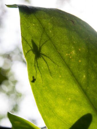 Spider shadow behind leaves Style abstract backlitの写真素材