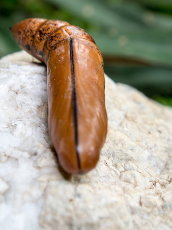 Chrysalis Butterfly lying on the white stone.の写真素材