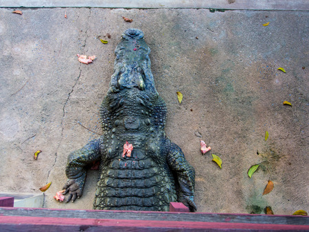 Crocodile sleep open mouth The food is chicken in the zoo.の写真素材