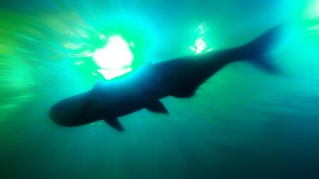 Abstract photos Inside the aquarium Photos abstract blurred zoom. Many colors.の写真素材