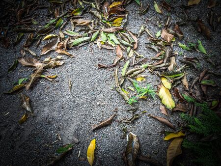Wilderness Full of leaves, marble tables, scary faces.の写真素材