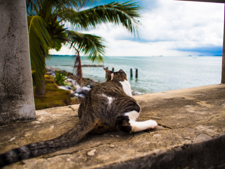 The sleeping cat sleeps on the overpass before boarding a boat.の写真素材