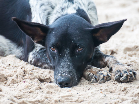 Dog do face sad Lying on the beach Look poor