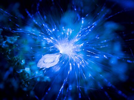 The abstract fiber picture is decorated to have the same color as the network fiber and the light line.の写真素材