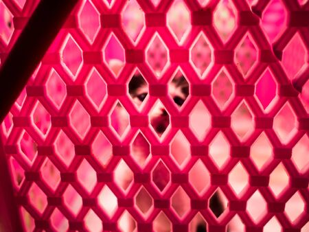 Kittens are in small cages, but fangs and sharp nails are very naughty trying to get out of the cage.の写真素材