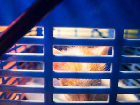 Kittens are in small cages, but fangs and sharp nails are very naughty trying to get out of the cage.の写真素材