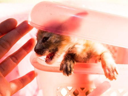Kittens are in small cages, but fangs and sharp nails are very naughty trying to get out of the cage.の写真素材
