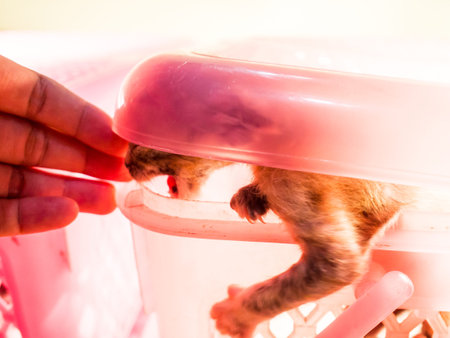 Kittens are in small cages, but fangs and sharp nails are very naughty trying to get out of the...