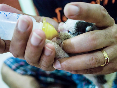 Feeding Baby Cats The milk in the bottle is similar to the infant who drinks milk from the bottle.の写真素材