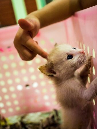 Little kitten plays in the basket. A kitten like a tiger.の写真素材