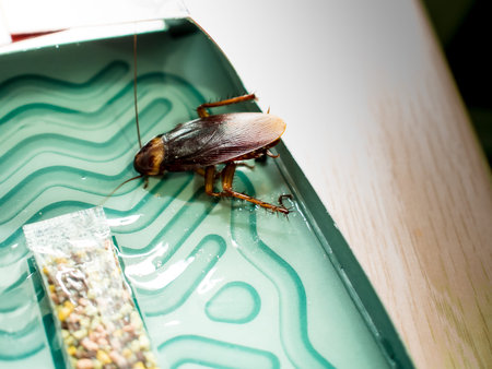 Cockroaches trapped trap boxes trapped cockroaches in the kitchen.