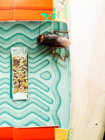 Cockroaches trapped trap boxes trapped cockroaches in the kitchen.