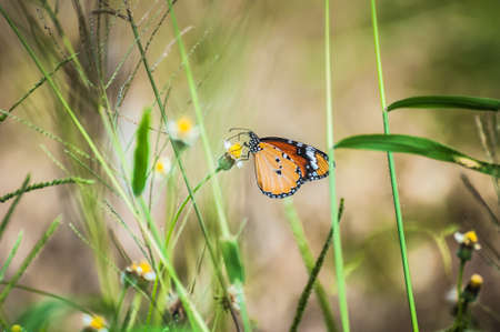 Beautiful butterfly is sucking the sweet nectar of flowers in the meadow.の写真素材