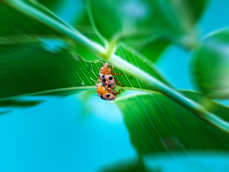 Wild ladybug  is Mating in the wildの写真素材
