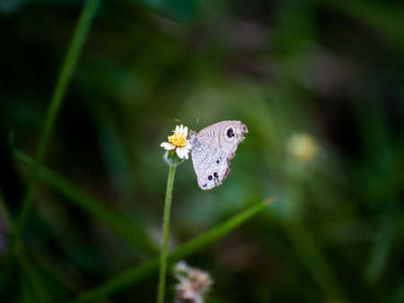 Beautiful butterfly is sucking the sweet nectar of flowers in the meadow.の写真素材